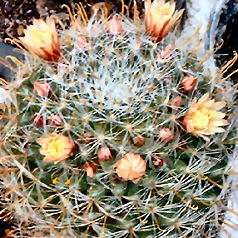 Cacto mammillaria crinita
